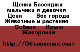 Щенки Басенджи ,мальчики и девочки › Цена ­ 1 - Все города Животные и растения » Собаки   . Крым,Жаворонки